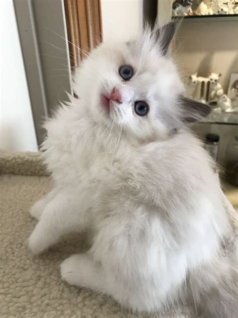 ragdoll kittens for sale